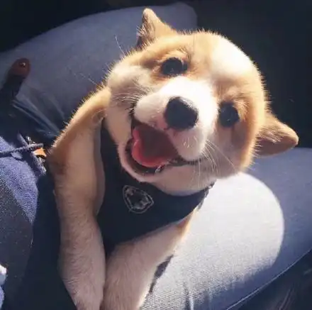 一组萌萌柯基表情包无水印