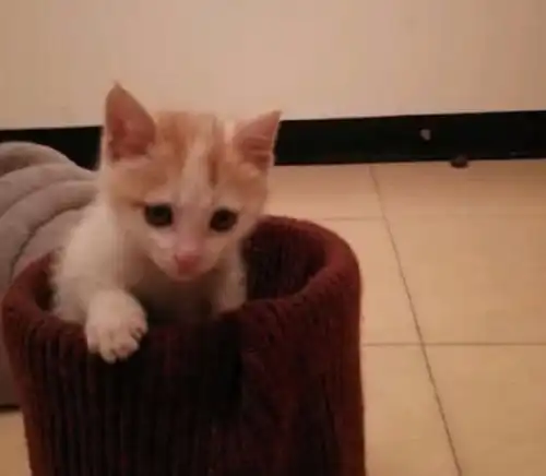 女子在路边捡到一只刚出生的小奶狗,将它带回家后,如今变成这样