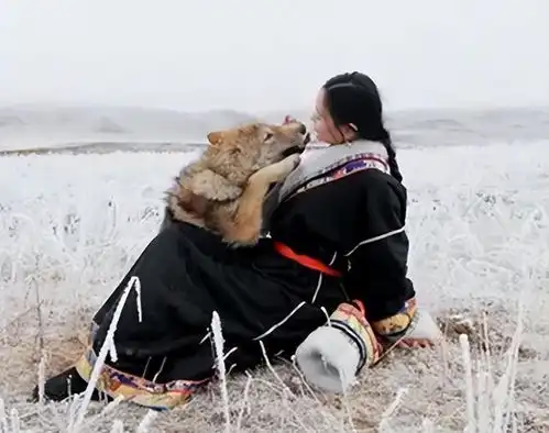 回顾一位女孩把一匹狼当儿子带回家,10年后在草原再相认