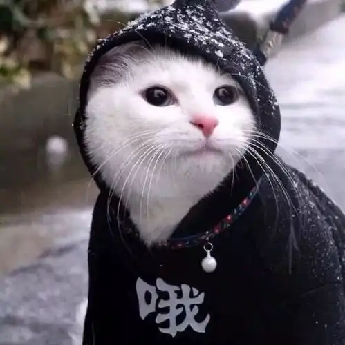 头像超萌的狗狗和猫咪头像