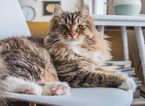 给猫做按摩,讲究有很多,了解这些知识更容易培养人猫感情