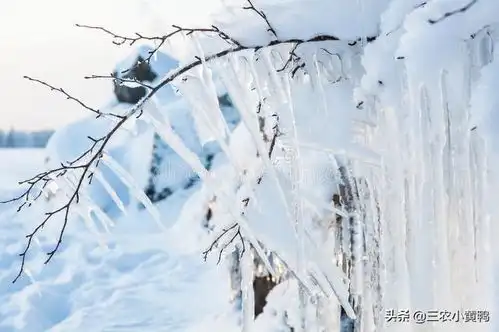 明日冬至,今年冬天偏暖还是偏冷专家预测恐怕没有老祖宗农谚准
