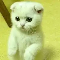 可爱小猫或小狗的头像微信头像图片大全