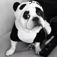 微信萌宠狗狗头像呆萌可爱小萌宠狗狗来一波