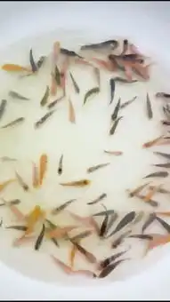 锦鲤夏花批发,三公分左右,1毛钱一尾鲤鱼苗种价格