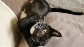 猫咪得猫癣的地方变黑