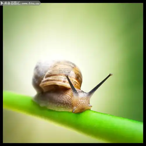 高清蜗牛图片下载