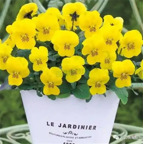 第2集花力系列