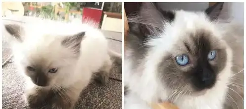 来看看你们这些养猪小能手,都把猫咪养成什么样了