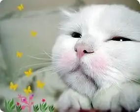 谁能给我找个非主流一点的猫猫的图片