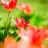 红花绿叶头像图片微信头像图片大全