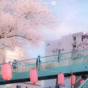 淡粉色系樱花图片,收到过一瓣春天的花瓣就是收到春天