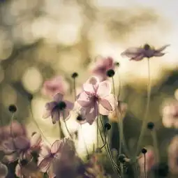 夏天感觉的微信头像