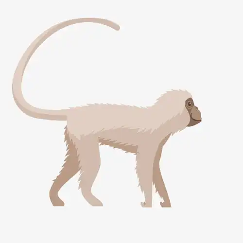 卡通可爱小动物装饰设计动物头像猴子素材图片免费下载高清png千库网图片编号10084285