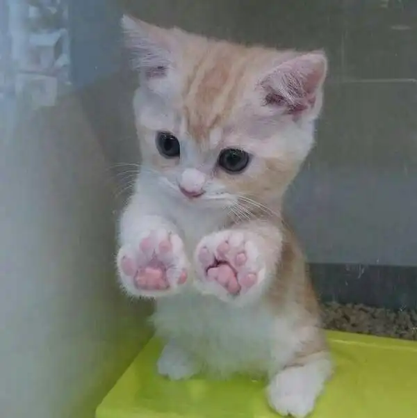 日更蕉易网络上常见的热门短视频集锦第两百九十九期