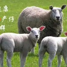 2017羊饲料价格报价羊饲料批发第7页黄页88饲料网