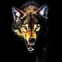 狼系女生头像万字