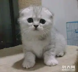 纯种美短虎斑折耳猫咪纯种可爱折耳猫苏格兰银渐层折耳猫咪