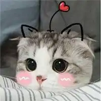 超萌小猫图片头像奶萌可爱小猫头像微信头像图片大全