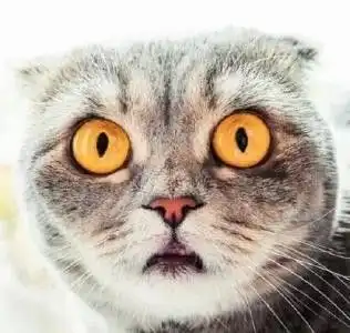 抚顺劳动公园动物园内发生老虎越狱事件