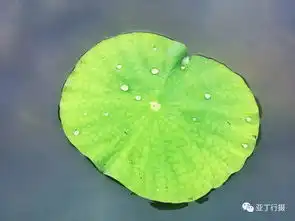 我的2018手机摄影故事