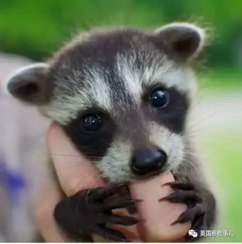 咬尾巴的雪豹,呆萌的干脆面,睡着的小金毛,让我们暖你一下好么