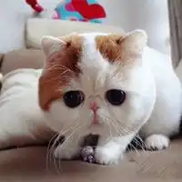 加菲猫头像图片真猫微信头像图片大全