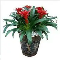 表示鸿运当头微信头像微信头像图片大全