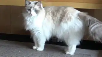 猫毛