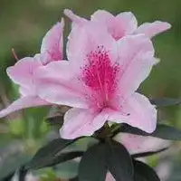 高清唯美杜鹃花头像图片微信头像图片大全