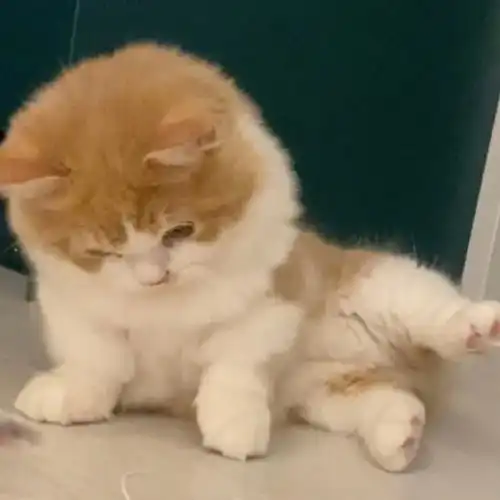 小猫咪头像系列