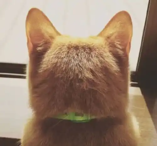 骄傲霸气的猫咪,一旦露出这个位置,立马就暴露了萌的属性