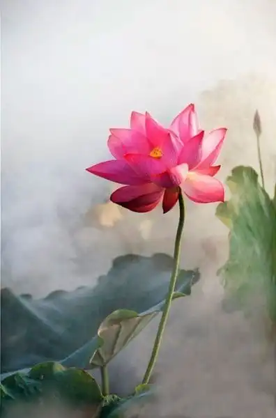 古风禅意