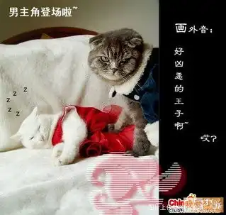 奶酪猫系列二睡美人