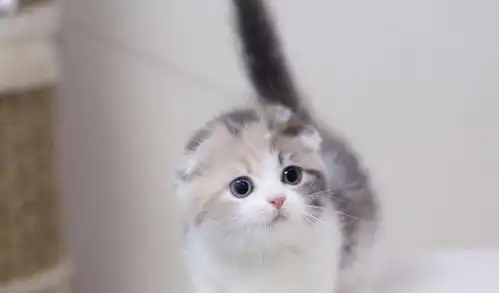 小奶猫睁着大大的眼睛,呆萌的看着你,铲屎官真的不心动吗