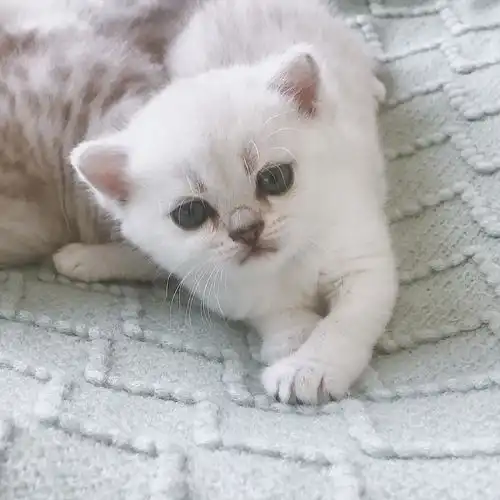 浙江温州卖银渐层小猫咯