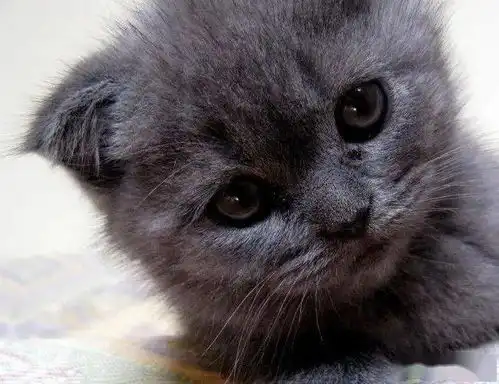 有着冬之精美誉的俄罗斯蓝猫,为什么带有东方的韵味