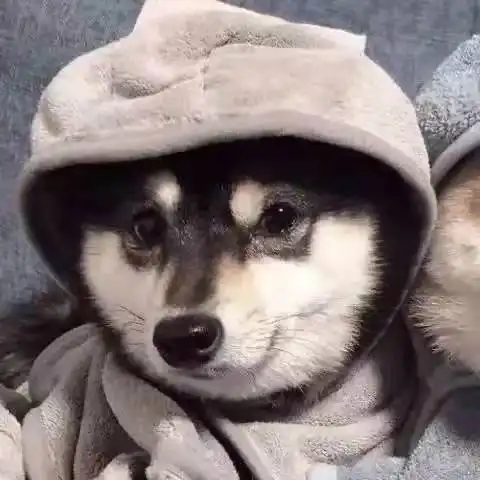 那就在一起,晨昏与四季动物情侣头像