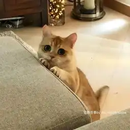 盯着这只金渐层英短猫咪的眼睛,你会喜欢上它