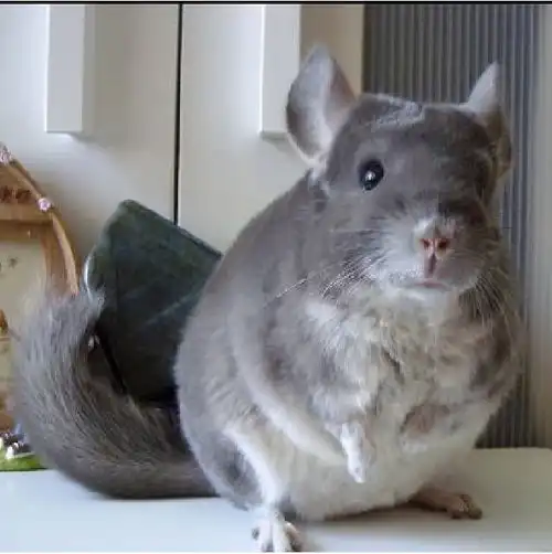 动物界10种萌物第7位南美洲栗鼠,因外形像极龙猫而得名