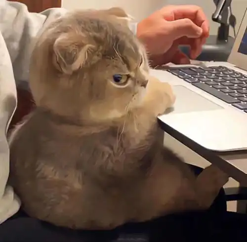 沙雕头像我要当社牛