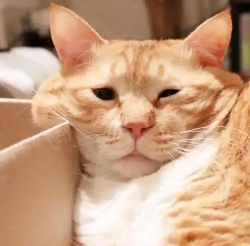 动物头像看海看久了想见人见人见多了想看海