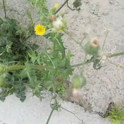 请教专业人士图片上这种野草叫什么名字