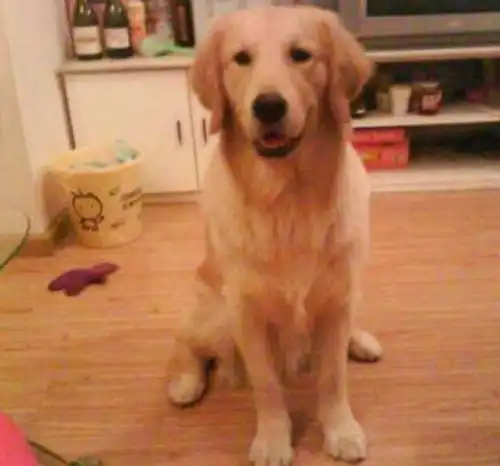 男子野外摘果子,金毛却抓住主人的手,主人看后觉得十分暖心