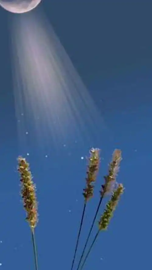 今晚月色真美,风也很温柔月光狗尾巴草也很美治愈系风景