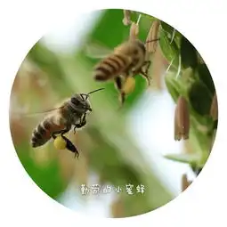 春里的精灵,五月的劳模勤劳的小蜜蜂