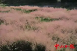 中山也有一片网红粉红田野满满的少女心,就在这里