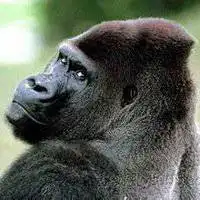 大猩猩头像女生版微信头像图片大全