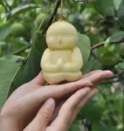 生活中出现的人参果娃娃,是人为还是天然,能放心食用吗
