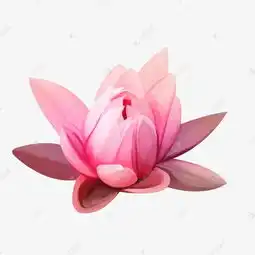 粉色荷花素材图片免费下载高清卡通手绘png千库网图片编号7862270